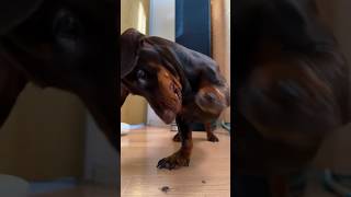 Dog Afraid of a Tiny Insect