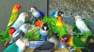 Lovebirds Society Of Faisalabad