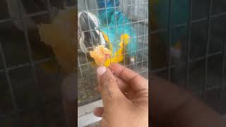 My pet squirrel and pet macaw love eating donuts