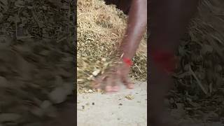 Day 6 cattle feed formula goldy dairy farm #motivation #dairyfarm aanmilo gulab haryane ka jaat raju