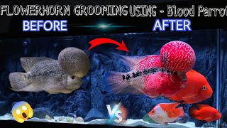 FLOWERHORN GROOMING USING BLOOD PARROT - தமிழ் #flowerhorn #aquarium