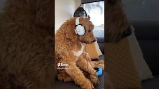 My Dog stole my PlayStation 5 #shorts #funny #dogsofyoutube