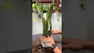 Lengua de suegra o SANSEVIERIA 🪴 La planta más fácil y resistente  | Cuidados, beneficios y más 🌵💪