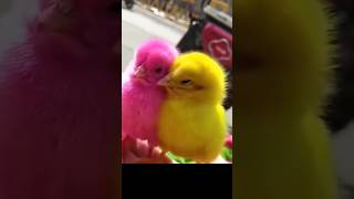 Two Cutie Baby Chicks #trending #viralvideos #shorts #satisfying #videos