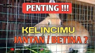 PENTING!!!, BAGIMU YANG PEMULA #cara #kelinci #merawatbayi #merawatkelinci #shorts #caraternakayam