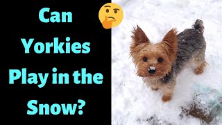 Can your Yorkshire Terrier Play Outside in the Snow?