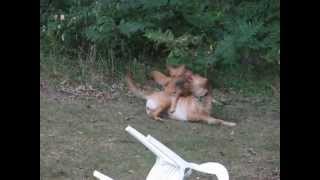 July 31, 2012 - Lola and Sadie Playing At Brothers House