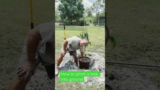 How to plant a fruit tree into ground