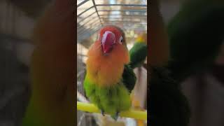 حرکت چیپیلی چیپیل .#bird #parrot #cute #love_bird #lovebirds #love_birds #animal #funny #parrots