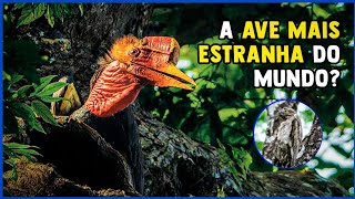 As aves mais EXÓTICAS do mundo 😱 #curiosidade #animal #fatoscuriosos