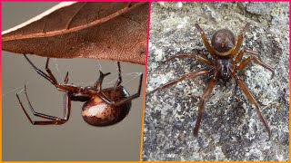 Interactive map reveals False Widow hotspots across UK as experts say wet summer conditions