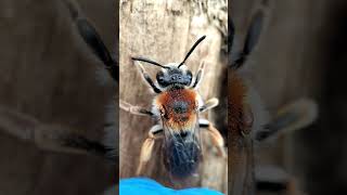 Just a simple BEE in SuperMacro | World in SuperMacro #supermacro #bee  #insects