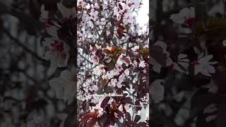 Cherry-leafed Plum Blossoms Slomo via TikTok