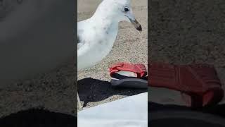 Watch till the end!  #seagull #birds