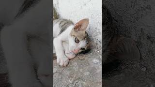 Sweetie & whitetone 😺🐈#trending #shorts #shortvideos #latest #viralvideo #viralshorts #trendingvideo