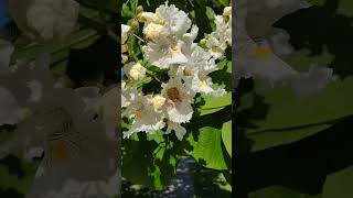 Catalpa Tree - short