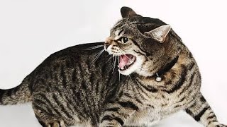 billi ki awaaz | billi ki awaj | बिल्ली की आवाज | cat sound | cat voice