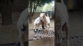 beautiful couple of goat #goatfarmbusiness