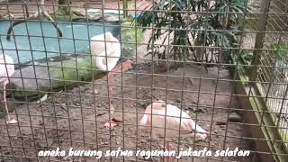 aneka burung satwa ragunan jakarta selatan