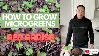 😍 🙌🏼 🌱 How To Grow Microgreens At Home | An Easy Step By Step Guide | How To Grow Your Own Food 😃👍