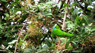 Barbet, Black-browed - Megalaima oorti