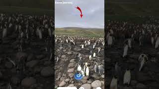 penguins 🐧Iceland the real on Google maps and google earth 🌍 #shots #earth journey