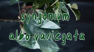 REPOT WITH ME | syngonium podophyllum albo variegata