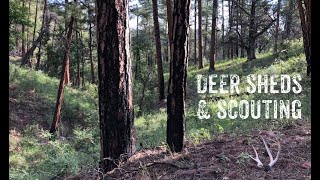 AZ Shed Hunting 2019: Deer Sheds & Scouting