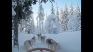 husky's Safari In Salla Lapland Finland