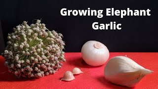 Elephant Garlic (can it be grown from true seed?)