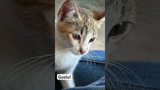 Introducing - Goolu! Smart and Daring kitten! #kitten #cats #catshorts #petparent #catlover