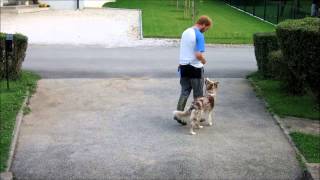 Mawlch Emer Border collie red merle 2014