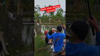 Tetanga sampai mlongok....‼️#fishing #shortsviral #shortsvideo