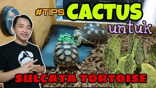 Kaktus untuk sulcata tortoise | sulcata tortoise malaysia | episode 17