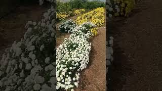 flowers in my garden 🌹🌹🌼🌼