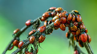 The California Ladybug Migration: a nature short