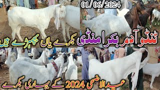 Tando Adam Bakra Mandi | Latset update today | Eid ul adha 2024 | Mandi updates | 01/06/2024