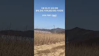 벚나무 묘목 판매/ 네이버: 일심묘목농원/ 010-7597-2642