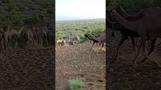 Camels go back fast speed eating tree