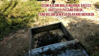 PROSES PEMANENAN MADU KLANCENG (KELULUT)  *HETROTRIGONA ITAMA*  1 BULAN UDAH BISA PANEN