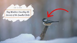 Tiny Wonders: Unveiling the Secrets of the Smallest Birds