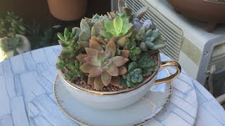 Ito Ang Napanaluhan Ko Sa Game! Cup And Saucer | #多肉植物のある暮らし | #succulentlover