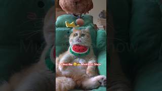 The chicken 🐔 is laying eggs 🥚on the cat's 🐈head 🗣️#shorts #cat #animals #trending #funny #catvideos