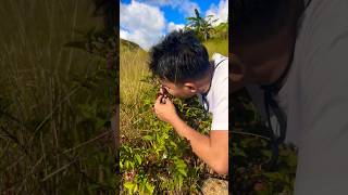 PICKING WILD BERRIES😱 #shortsyoutube #shortsfeed #shortsviral #shorts #shortsvideo #shortsbeta