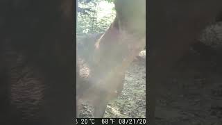 Fawn Smells Camera #short #shortsfeed #wildlife #deer #mkyb