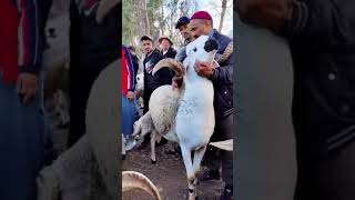 أغلى حولي فالمغرب الثمن ديالوا أزيد من مليون سنتيم 🐏 شوفو تبارك الله قداش ..