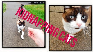 KIDNAPPING CATS IN MY NEIGHBORHOOD *gOnE wRoNg*