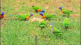 Lorikeet Party!🦜🦜Happy Lorikeets Spreading Joy♥️💙💚! #ViralNow #Trending #Australia