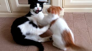 Kittens Play Fighting