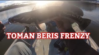 TOMAN BERIS FRENZY